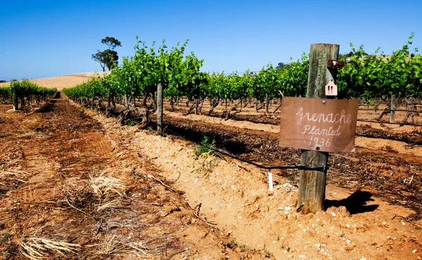 Barossa vingård — Stockfoto