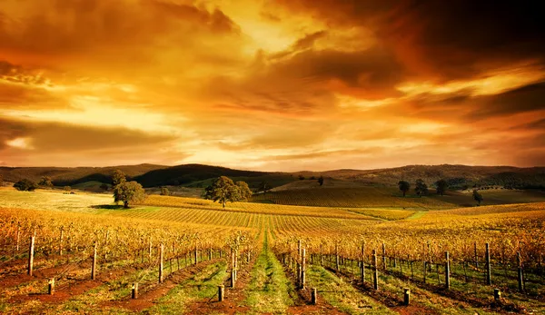 Prachtige wijngaard — Stockfoto