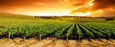 panorama při západu slunce vinice