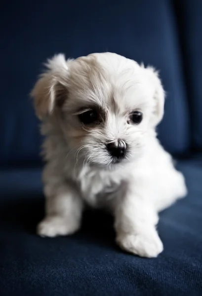 Fluffy Puppy — Stock Photo, Image