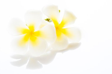 Senin te için alan ile Frangipani spa çiçekler - plumeria obtusa-