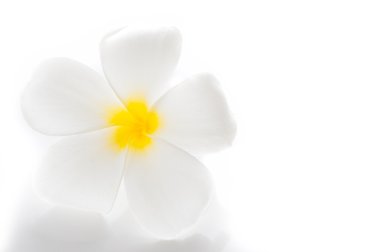 Senin te için alan ile Frangipani spa çiçekler - plumeria obtusa-