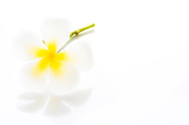 Senin te için alan ile Frangipani spa çiçekler - plumeria obtusa-