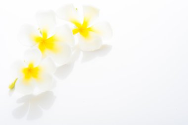 Senin te için alan ile Frangipani spa çiçekler - plumeria obtusa-