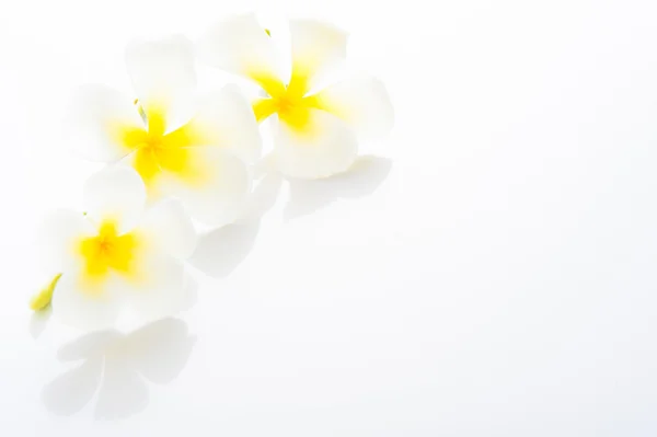 Frangipani spa blommor - plumeria obtusa - med området för ditt te — Stockfoto
