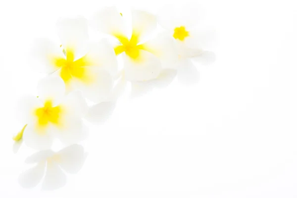 Frangipani Spa Flowers - Plumeria obtusa - with area for your te — Stock Photo, Image