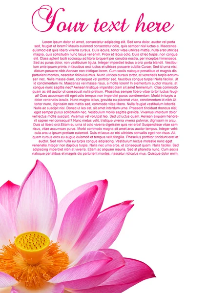 Крупный план цветка лотоса — стоковое фото