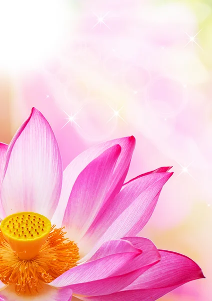 A close - up of a lotus flower — Stock Photo, Image