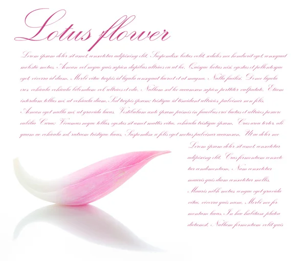 stock image Lotus petal on white background with area for your text