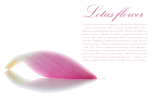 Lotus petal on white background with area for your text — Stock Photo, Image