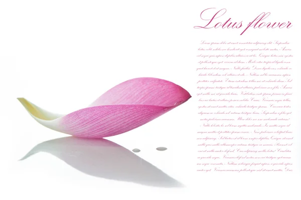 Lotusblütenblatt auf weißem Hintergrund mit Bereich für Ihren Text Stockbild