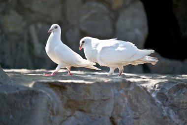 Beyaz Güvercin