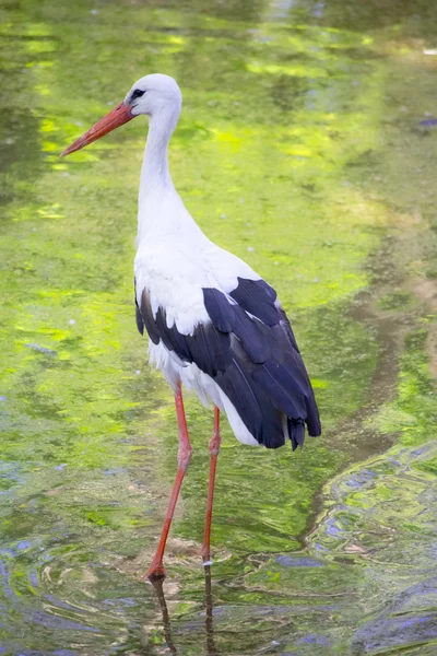 stock image A stork in its natural habitat