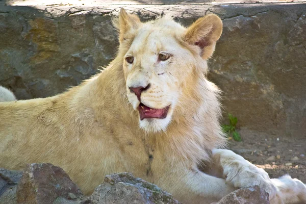 Beautiful white young lion in zoo captivity — Stock Photo, Image