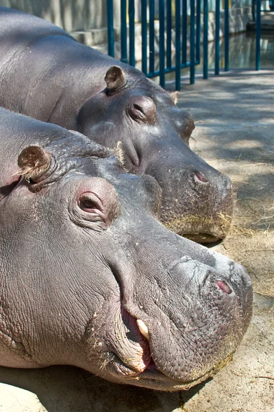 Foto's van de hoofden van de twee slapende nijlpaarden — Stockfoto