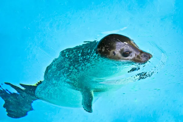 Όμορφη ενήλικης φώκιας κολύμπι — Φωτογραφία Αρχείου