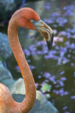 büyük flamingo dikey portresi