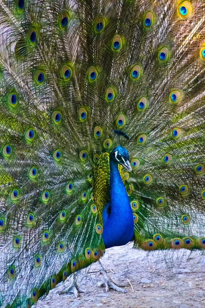 stock image Close up of peacock showing its beautiful feathers