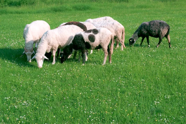 Sheep on pasture Royalty Free Stock Photos