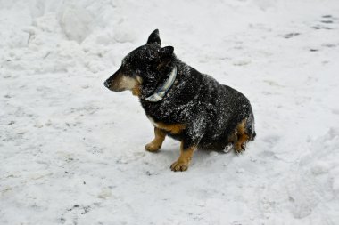 Beyaz kar üzerinde terkedilmiş köpek