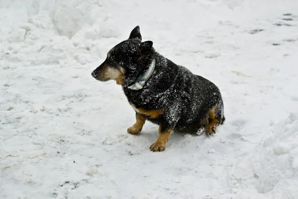 stock image Abandoned dog on the white snow