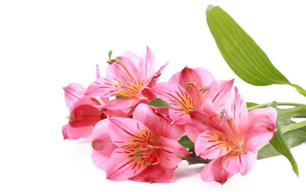 Romantic flower design — Stock Photo, Image