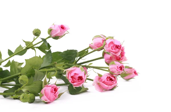 Изоляция прекрасных розовых цветов — стоковое фото