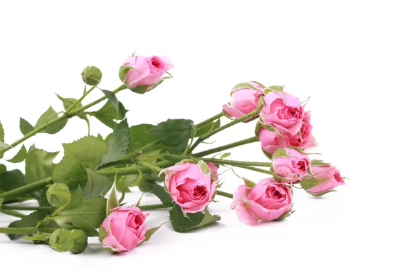 Ramo con alcune piccole rose — Foto Stock