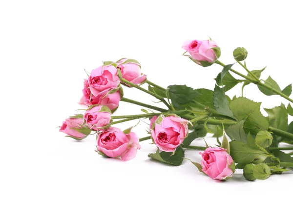 Маленькие розы — стоковое фото