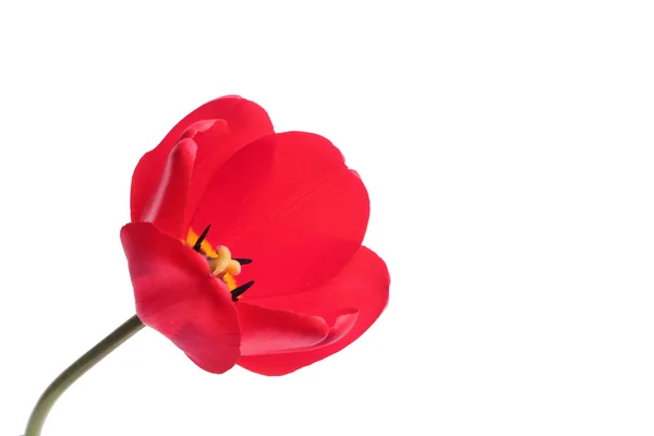 Tulipe rouge — Photo