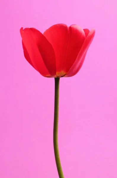 Открытый цветок — стоковое фото