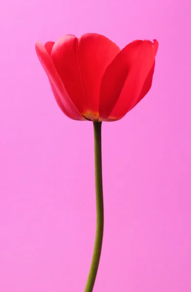 Flor roja abierta — Foto de Stock