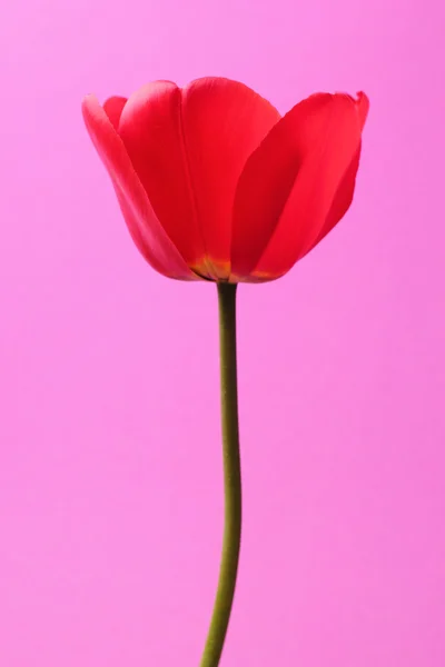 Romantische bloem — Stockfoto