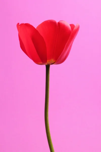 Open tulip — Stock Photo, Image