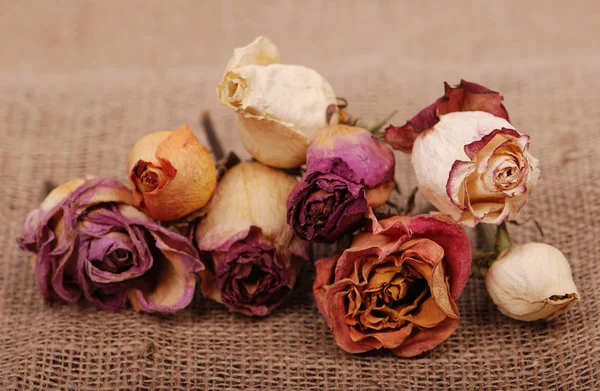 Ramo de rosas secas con pétalos caídos sobre fondo de lona —  Fotos de Stock