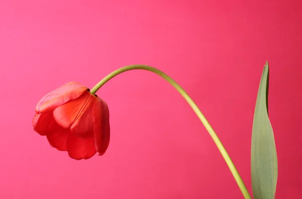 Open tulip — Stok fotoğraf