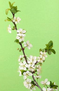 cherry blossom Şubesi