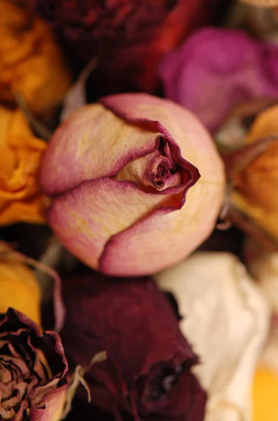 Dried roses background — Stock Photo, Image