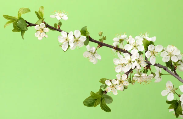 stock image Branch of blossom cherry