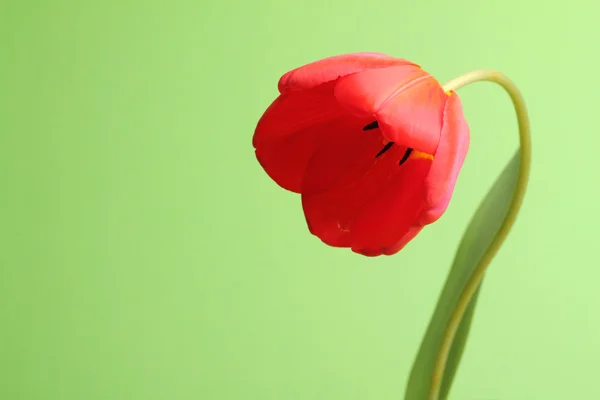Offene rote Tulpe — Stockfoto