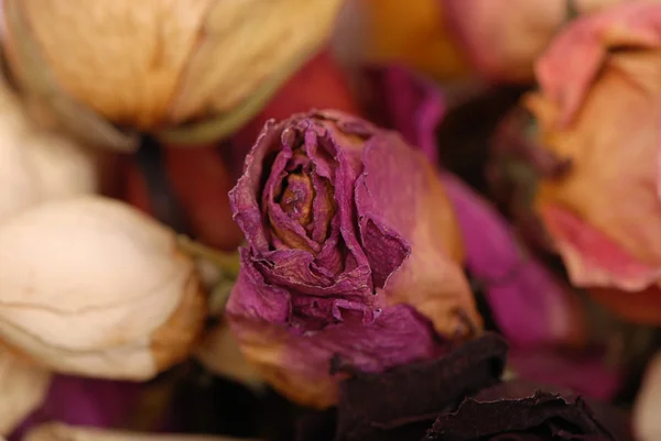 Estudio de imagen de ramo de rosas marchitas con pétalos que caen sobre fondo de lona —  Fotos de Stock