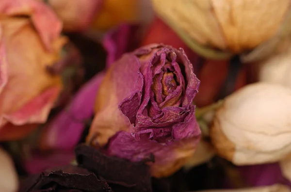 Dry roses texture — Stock Photo, Image