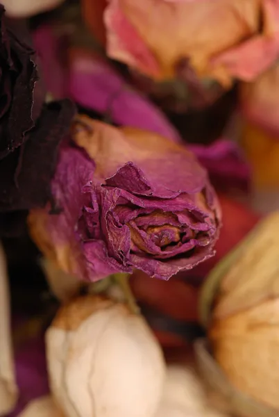 Textura de rosas secas — Fotografia de Stock