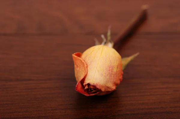 Крупним планом троянда — стокове фото