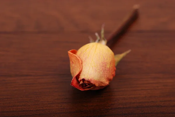 Close up of withered rose