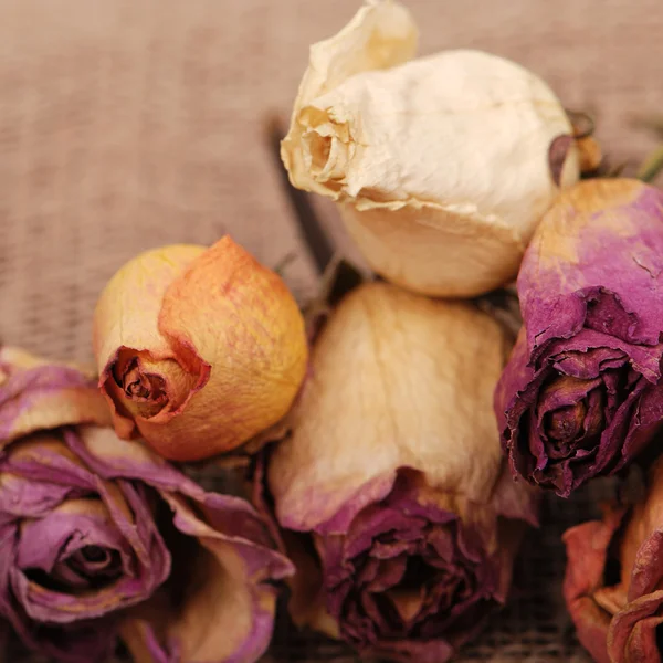 Dry roses texture — Stock Photo, Image