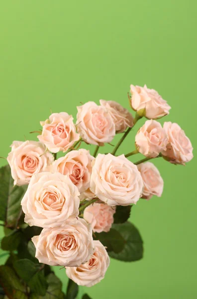 Hermosas rosas. — Foto de Stock