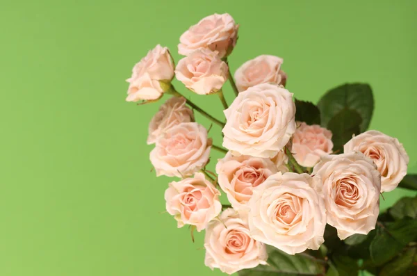 Rosas lindas — Foto de Stock