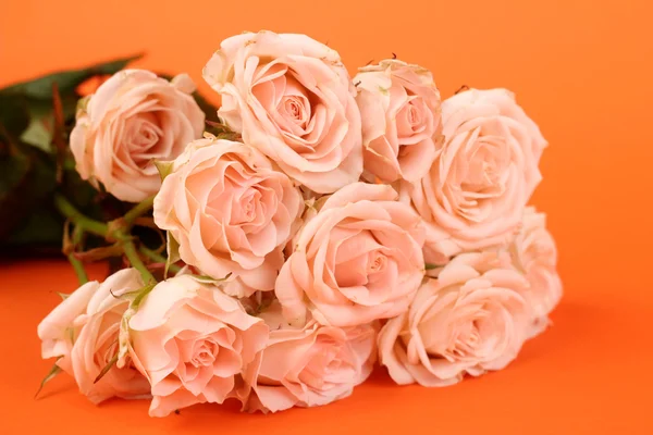 Rosas encantadoras — Fotografia de Stock