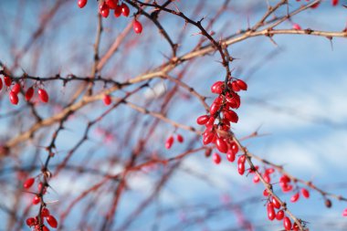 Barberries